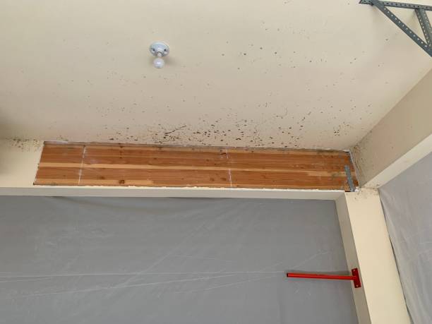 Best Asbestos and Lead Testing During Mold Inspection  in South Riding, VA